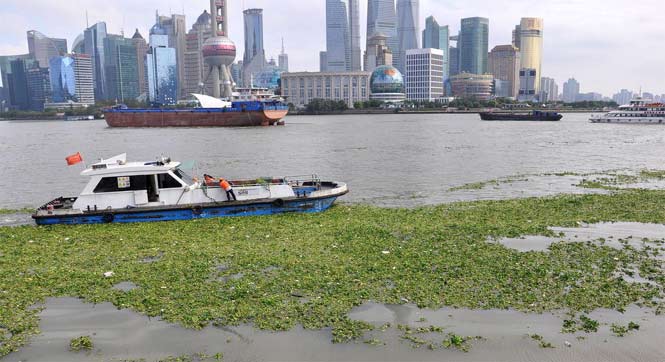 水葫芦入侵黄浦江 上海外滩江面铺上&ldquo;绿毯&rdquo;