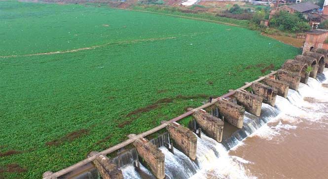 湖南衡阳水葫芦泛滥 河坝内现&ldquo;绿草带&rdquo;
