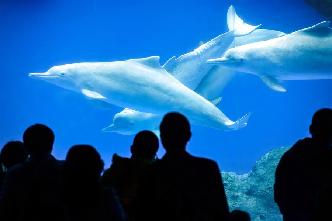&ldquo;海上大熊猫&rdquo;中华白海豚亮相珠海