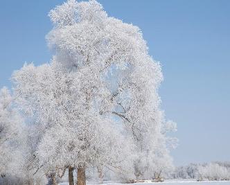 新疆额尔齐斯河流域现唯美雾凇景观