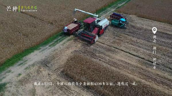 芒种——仲夏已至，麦黄梅熟