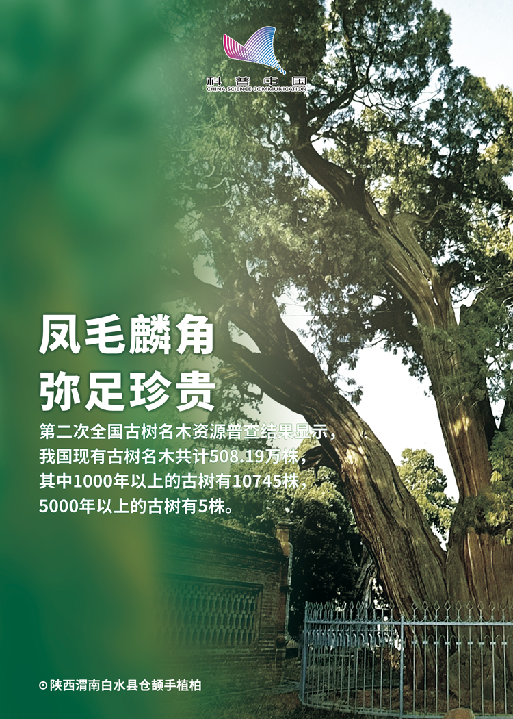 全力守护绿色“活化石”——古树名木-新华网