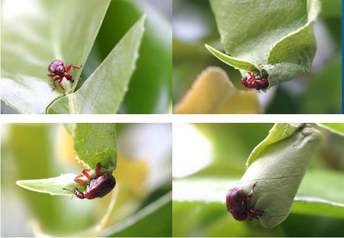 叶子为何频频出现“摇篮”?“卷叶大师”分享“独门绝技” 叶子为何频频出现“摇篮”?“卷叶大师”分享“独门绝技”