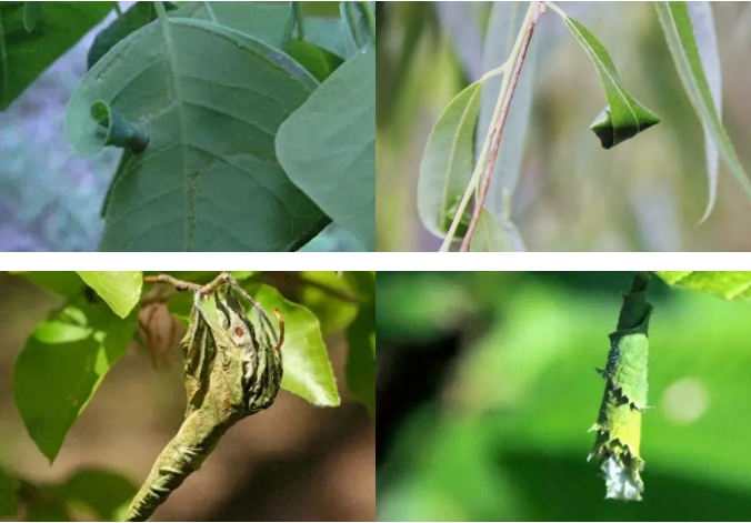 叶子为何频频出现“摇篮”?“卷叶大师”分享“独门绝技” 叶子为何频频出现“摇篮”?“卷叶大师”分享“独门绝技”