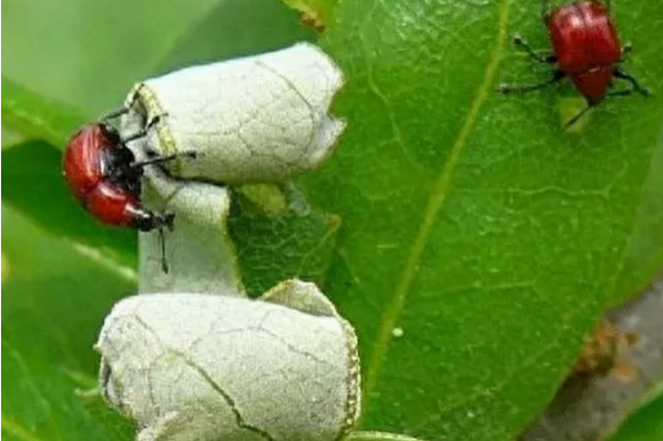 叶子为何频频出现“摇篮”?“卷叶大师”分享“独门绝技” 叶子为何频频出现“摇篮”?“卷叶大师”分享“独门绝技”