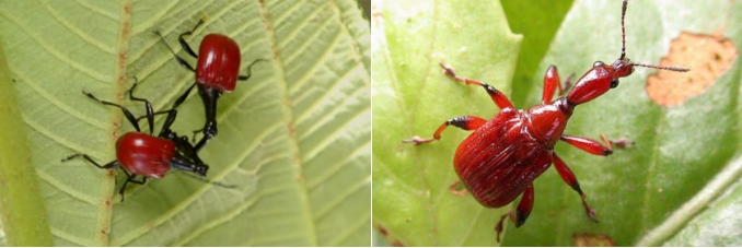 叶子为何频频出现“摇篮”?“卷叶大师”分享“独门绝技” 叶子为何频频出现“摇篮”?“卷叶大师”分享“独门绝技”