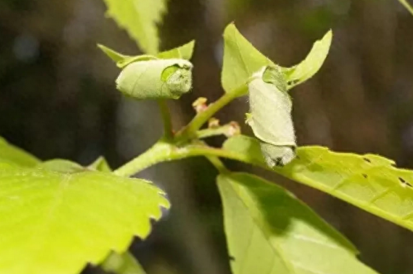 叶子为何频频出现“摇篮”?“卷叶大师”分享“独门绝技” 叶子为何频频出现“摇篮”?“卷叶大师”分享“独门绝技”