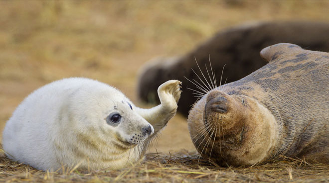 海象海豹海狮傻傻分不清?