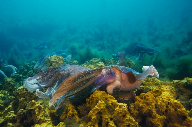 微距拍海洋生物妙趣横生一面