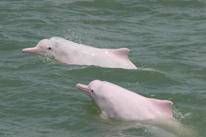 世界海洋日:你认识这些国家级海洋自然保护区吗?