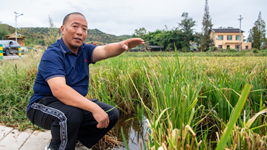 大旱之下，力争水稻稳产&mdash;&mdash;重庆梁平区保秋收见闻