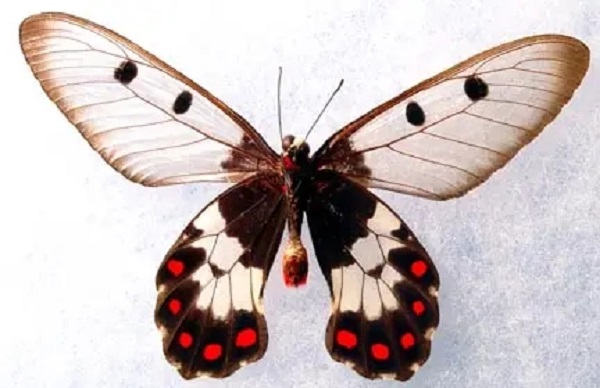 凤蝶的斑斓五彩 或源于基因快速进化