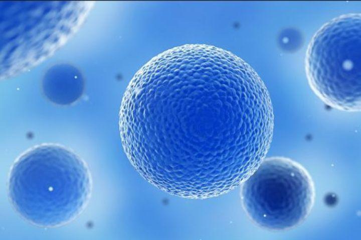 人体子宫内b-1免疫细胞终获证实