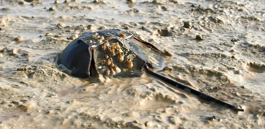 流着蓝色血液的鲎,是如何活过4亿多年的?