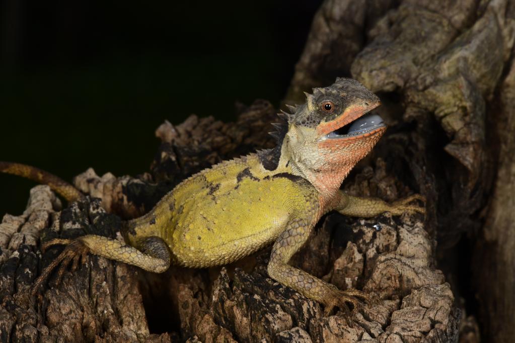 我国两栖爬行动物又添新物种-新华网
