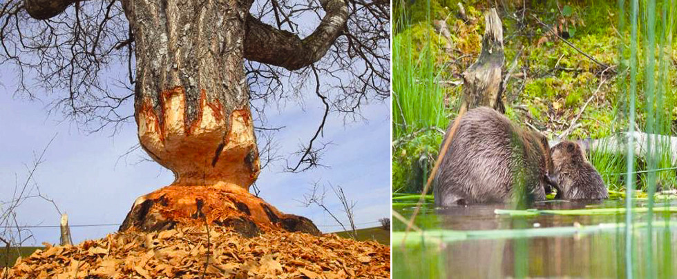 德海狸啃食白桦树造奇观似工程师(组图)