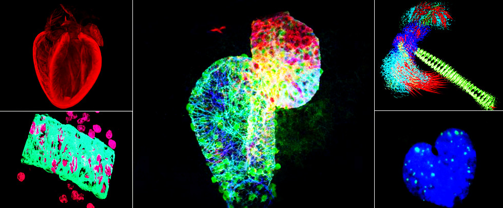 老鼠心脏医学图像变身绝美艺术品(高清)