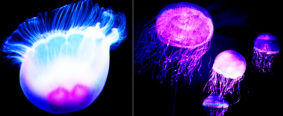 黑暗中的荧光动物:雪茄达摩鲨能咬断电缆(组图)