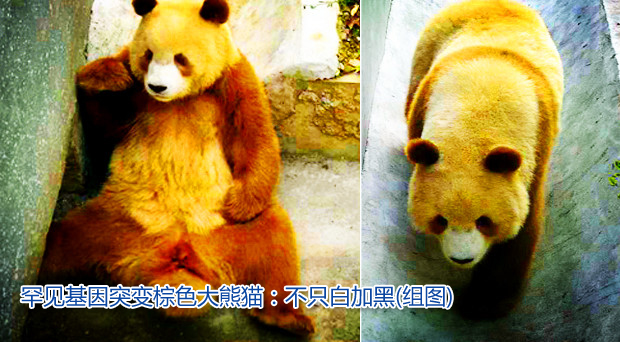 罕见基因突变棕色大熊猫:不只白加黑(组图)