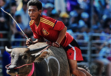 感恩耕牛&mdash;&mdash;泰国春武里赛牛节开幕