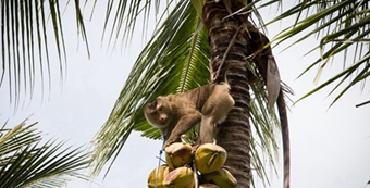 泰国苏梅岛：精致的自由行胜地