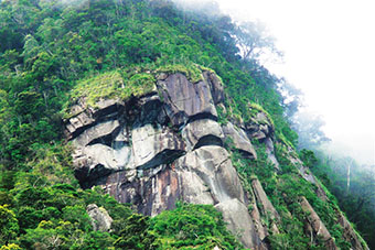 海南有片热带云雾林