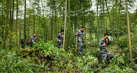 贵州赤水：竹海护林员的奉献与守望