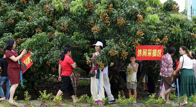 广西平南县新益村：小龙眼种出&ldquo;新农村&rdquo;