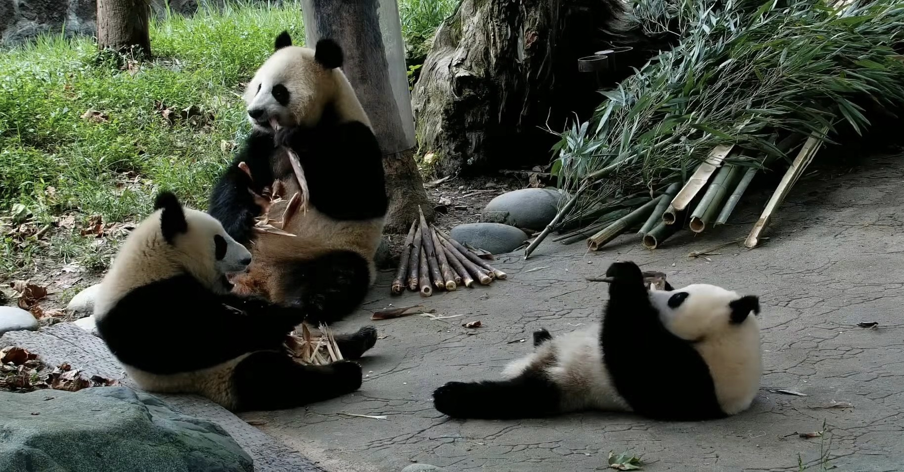 大熊猫"喜逗"和她的孩子们:一家三口的惬意假期