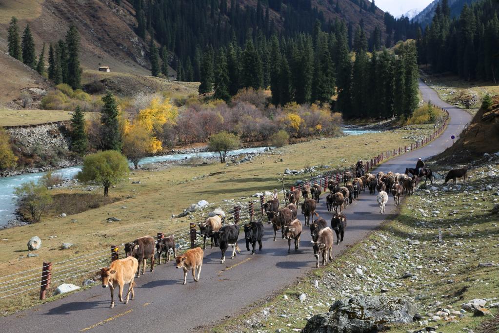 新疆昭苏:褐牛转场出天山