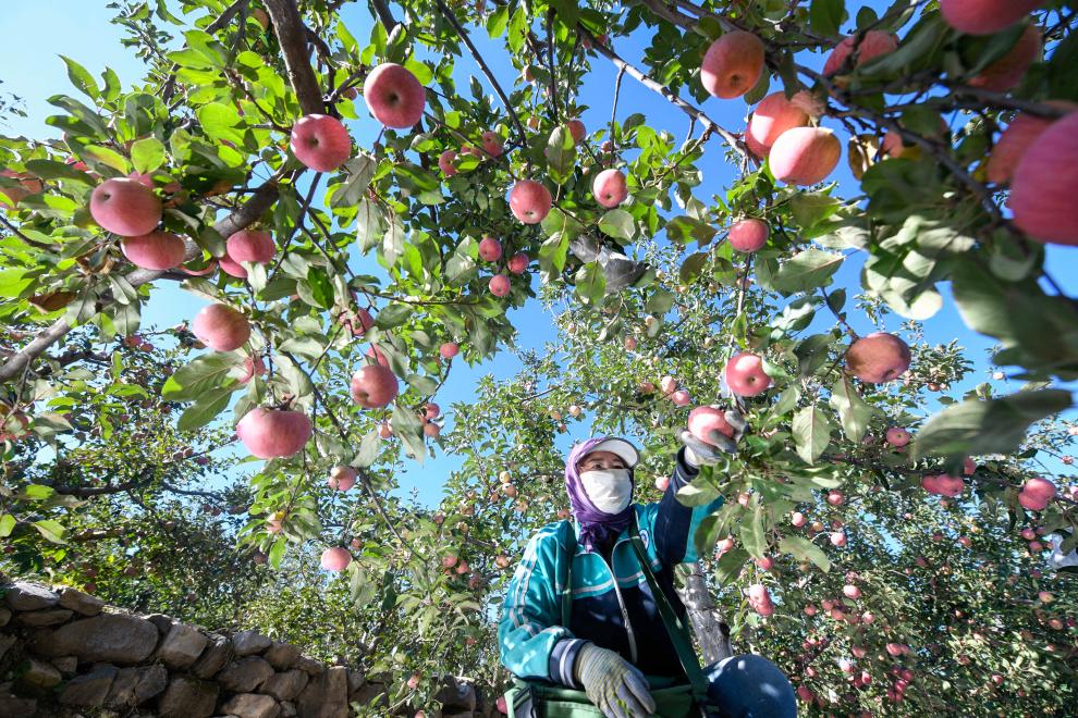 &ldquo;国光苹果之乡&rdquo;金秋收获忙
