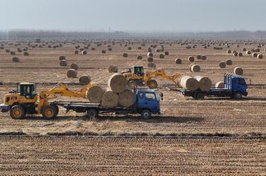 河北曹妃甸：稻草回收利用环保又增收