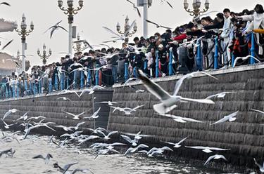 青岛栈桥：海鸥逐浪 舞动冬日
