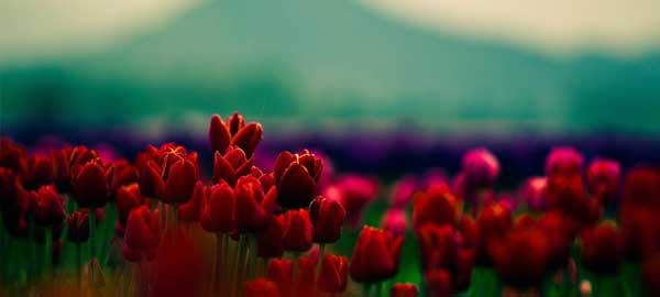 郁金香盛开时节游走荷兰