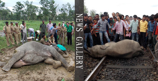 印度西孟加拉邦3头大象遭火车撞击死亡 民众呼吁列车降速