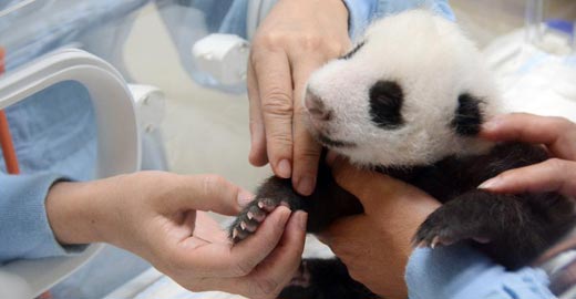 大熊猫宝宝"圆仔"成长记录 萌态百出