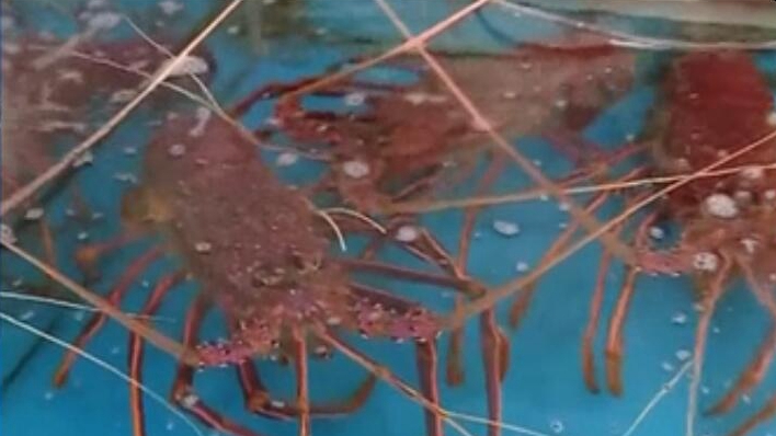 年前海鲜需求旺 挑选做法有讲究