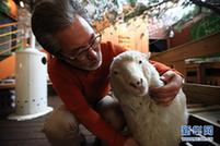 趣看天下：走进韩国&ldquo;绵羊咖啡馆&rdquo;