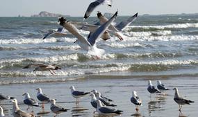 烟台海滨现&ldquo;千鸥争食&rdquo;