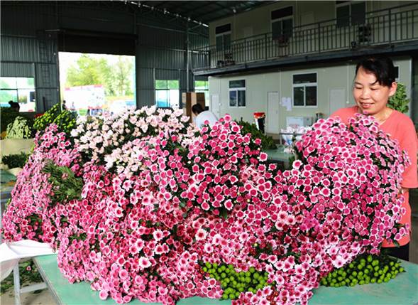 图为周宁发展高山冷凉花卉，在千亩高优农业园区，工人们都在忙着分拣、包装小雏菊，销往全国各地。许孙月 摄