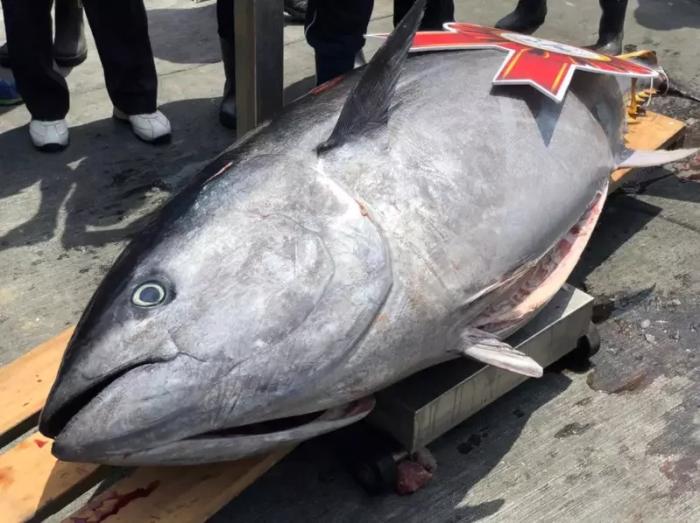 台湾屏东黑鲔鱼观光季如期登场