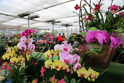 探访粤北"兰花之乡":台资企业成为本地业者培养摇篮