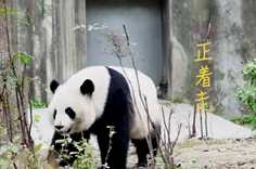 熊猫社区 走路带风的滚滚们