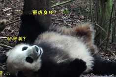 熊猫社区 确认过眼神 你就是我的