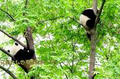 熊猫社区 吃饭什么的 一点也不care