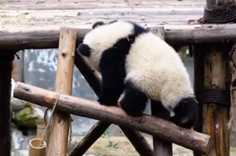 熊猫社区 虽然弱小又无助，但熊熊力气大