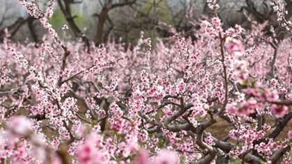 兰州：十里桃乡花盛开