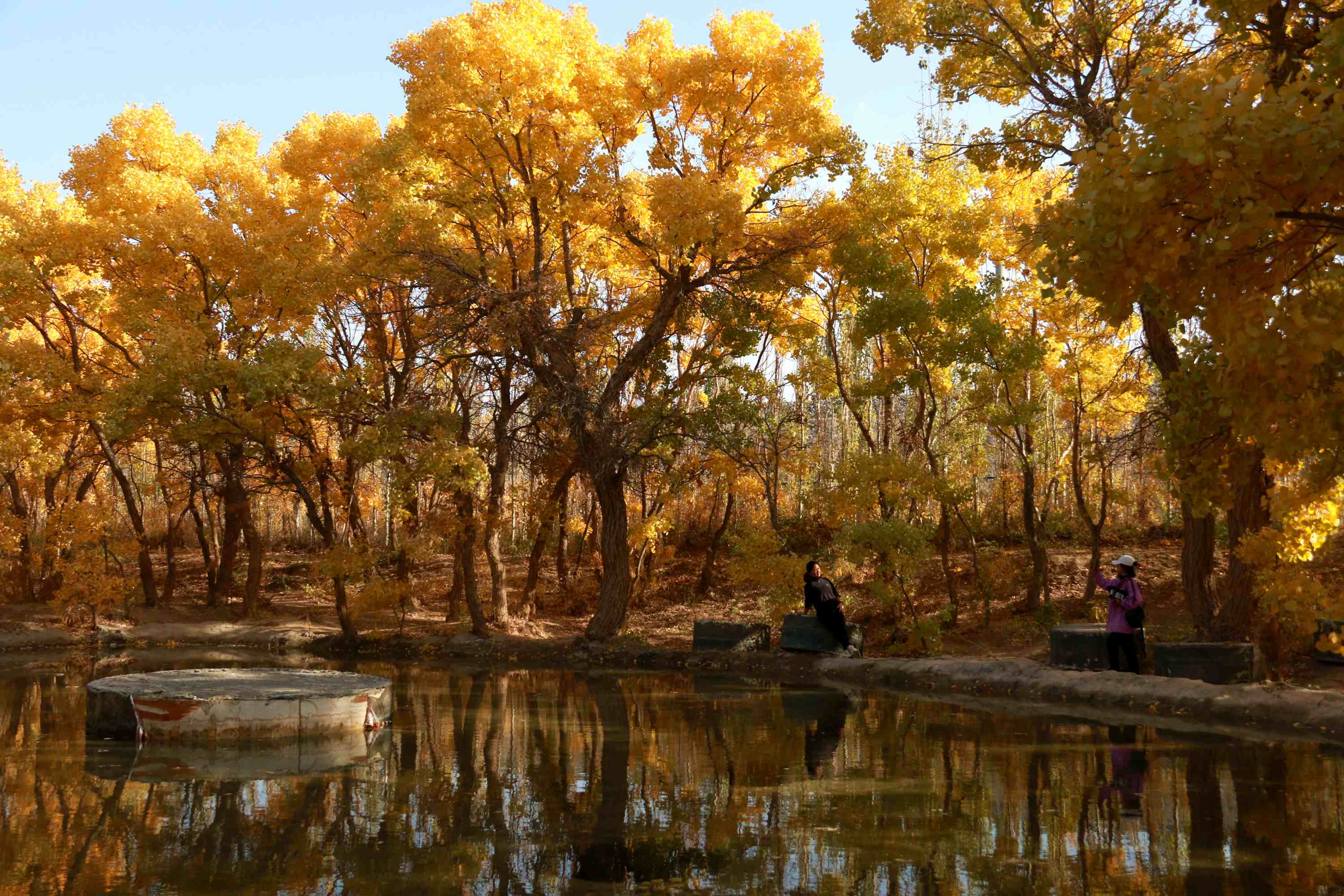 甘肃酒泉：金秋胡杨引客来