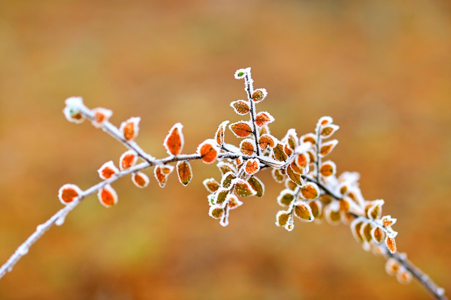 云南富源初雪乍到 银装素裹美不胜收