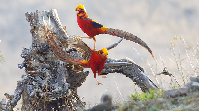 林间&ldquo;凤凰&rdquo;飞